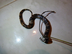 Xenodon rabdocephalus