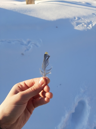 Plume de Jaseur boréal