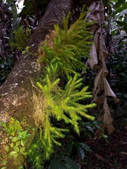 Phlegmariurus dichotomus