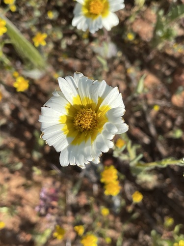 Layia platyglossa