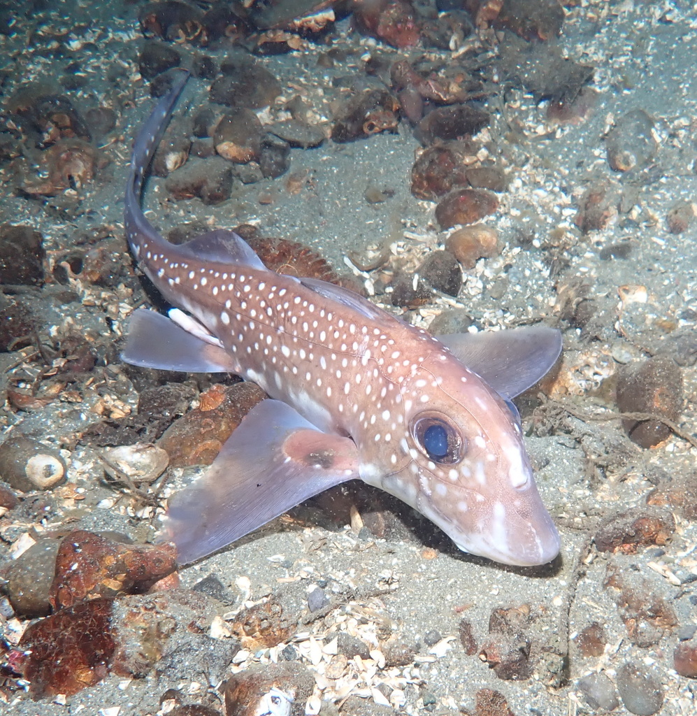 Chimaeras (Class Holocephali) · iNaturalist NZ