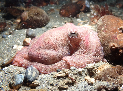 East Pacific Red Octopus