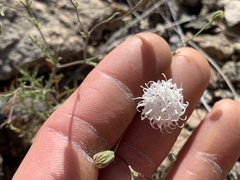 Chaenactis carphoclinia