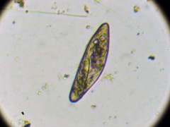 Parameciidae