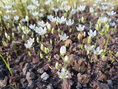 Sabulina californica