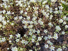 Sabulina californica