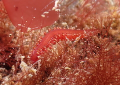 Micronereis nanaimoensis