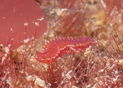 Micronereis nanaimoensis