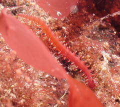 Micronereis nanaimoensis