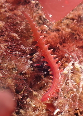 Micronereis nanaimoensis