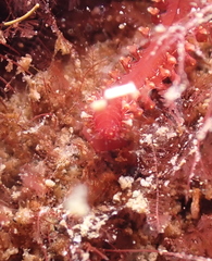 Micronereis nanaimoensis