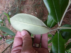 Pittosporum ralphii