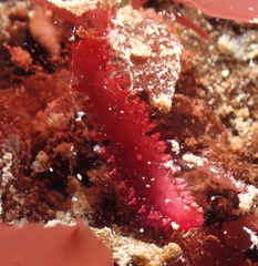 Micronereis nanaimoensis