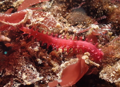 Micronereis nanaimoensis