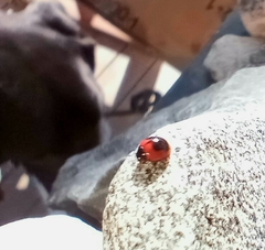 Exochomus subrotundus