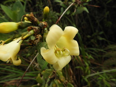 Helieae
