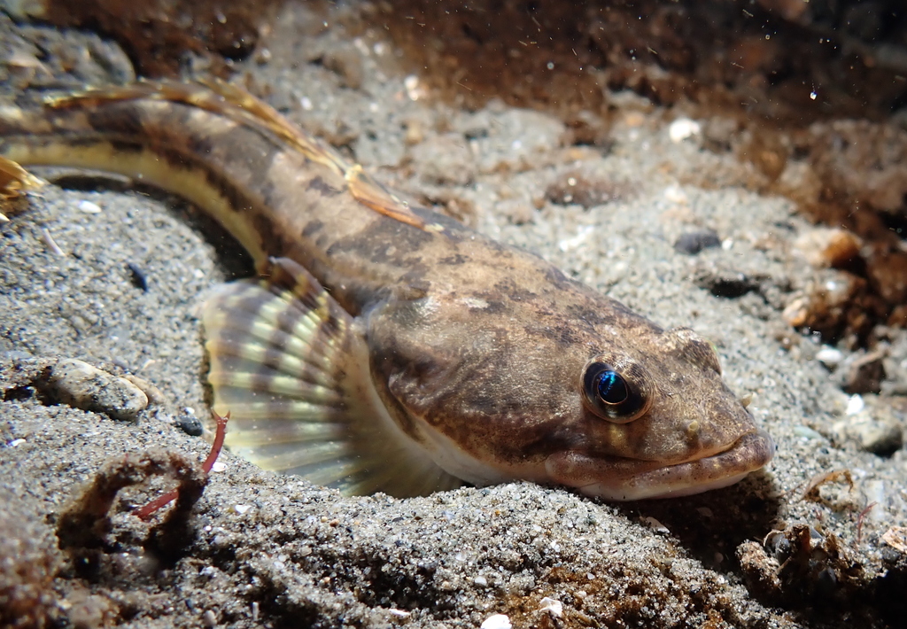 Pacific Staghorn Sculpins