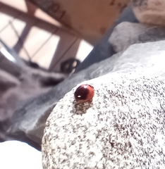 Exochomus subrotundus