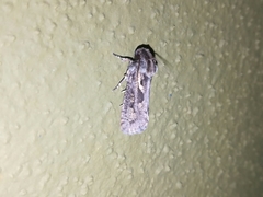 Acrolophinae
