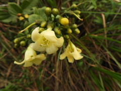 Helieae