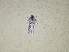 Acrolophinae