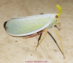 Enchophora prasina