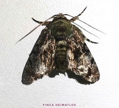 Drobeta