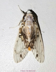 Idalus intermedia