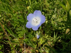 Nemophila menziesii menziesii