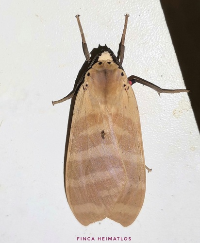 Elysius hampsoni