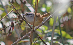 Cantorchilus modestus