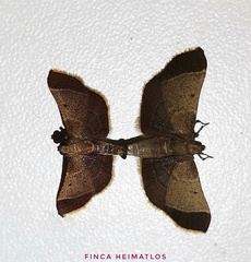 Hypsopygia amoenalis