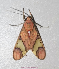 Neonerita dorsipuncta