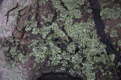 Lecanoromycetes