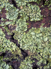 Lecanoromycetes