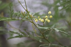 Acacia deanei