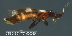 Aeolothripidae