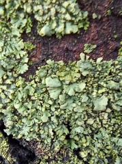Lecanoromycetes