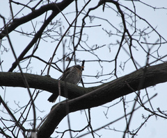 Turdus pilaris