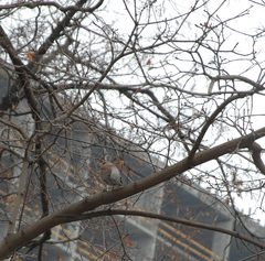Turdus pilaris