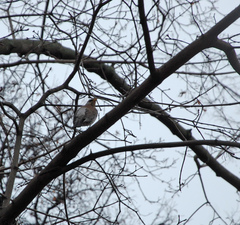 Turdus pilaris