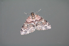 Hammaptera parinotata