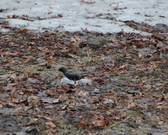 Sturnus vulgaris