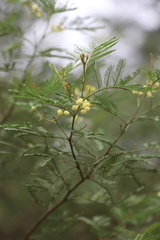 Acacia deanei