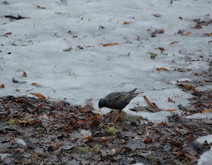 Sturnus vulgaris