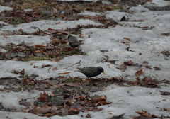 Sturnus vulgaris