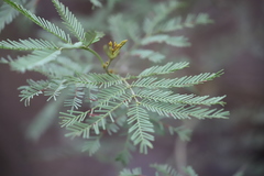 Acacia deanei
