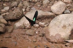 Parides sesostris