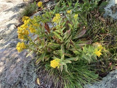 Solidago roanensis