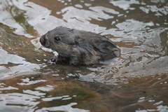 Western Amazonian Nectomys photo 1